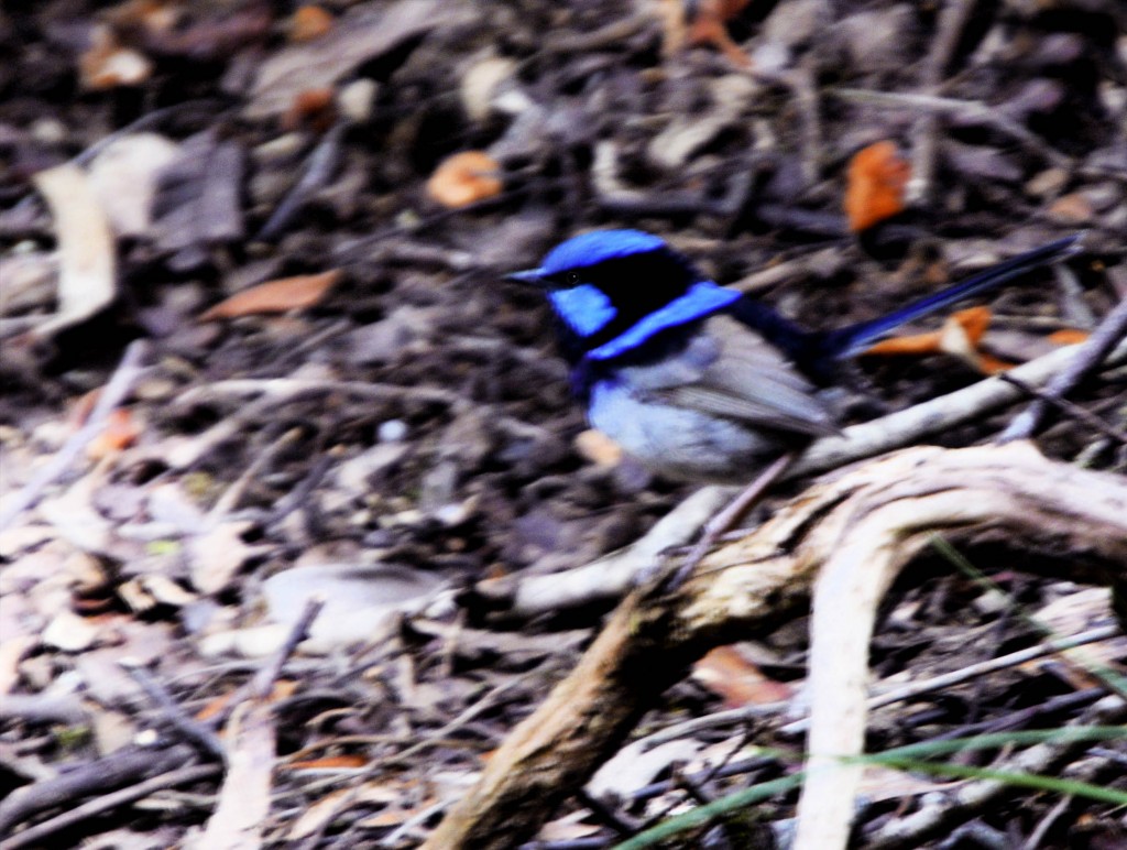 Blue Wren, Cataract Gorge, Launceston, Tasmania