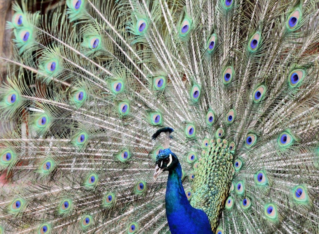 Peacock, Cataract Gorge, Launceston, Tasmania