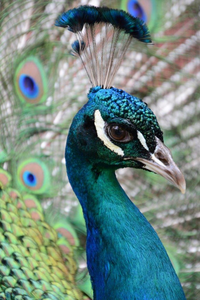 Peacock, Cataract Gorge, Launceston, Tasmania