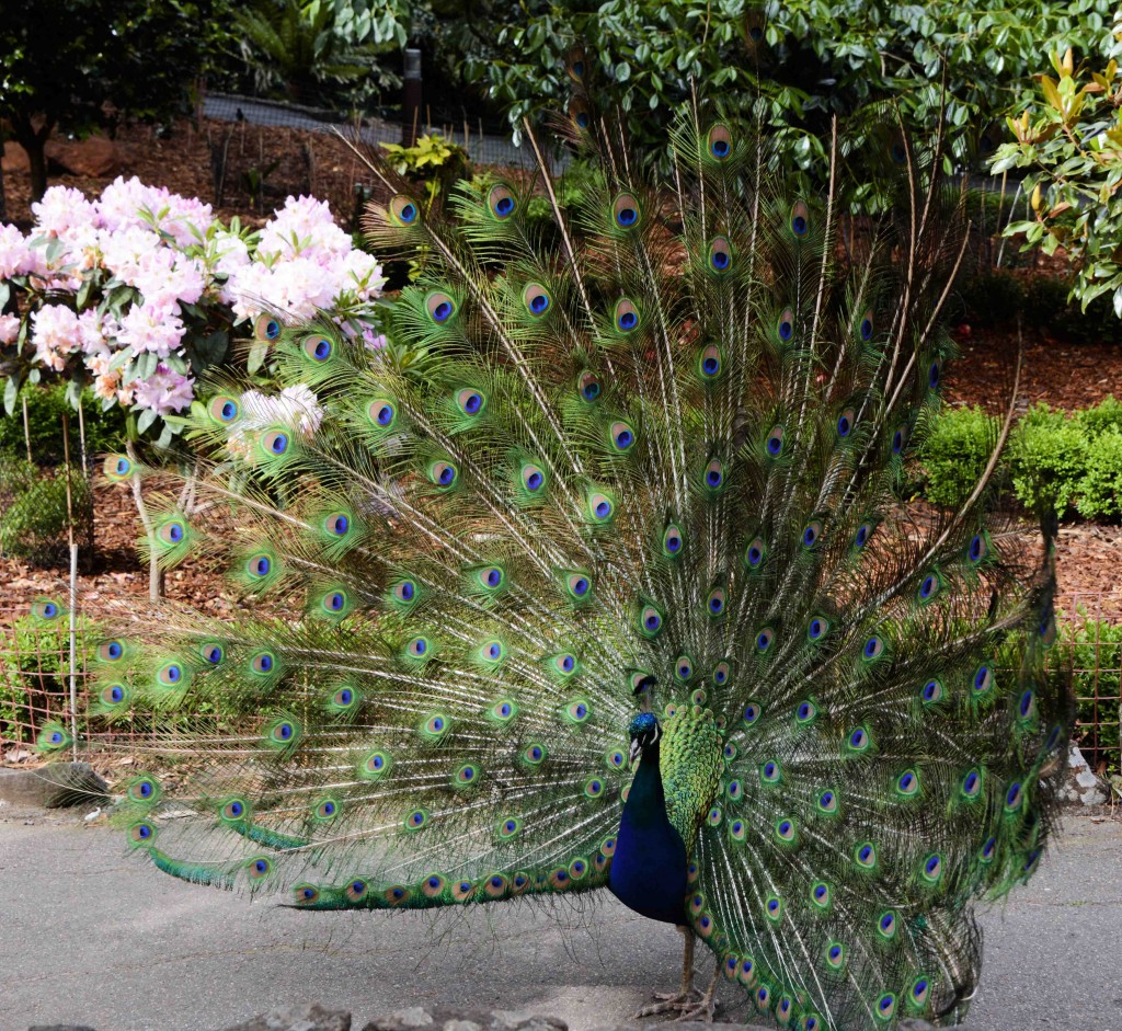 Peacock, Cataract Gorge, Launceston, Tasmania