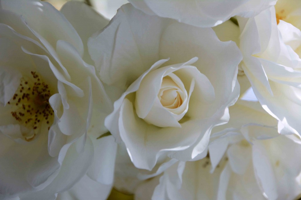 White Roses, Alice's Cottages, Launceston, Tasmania