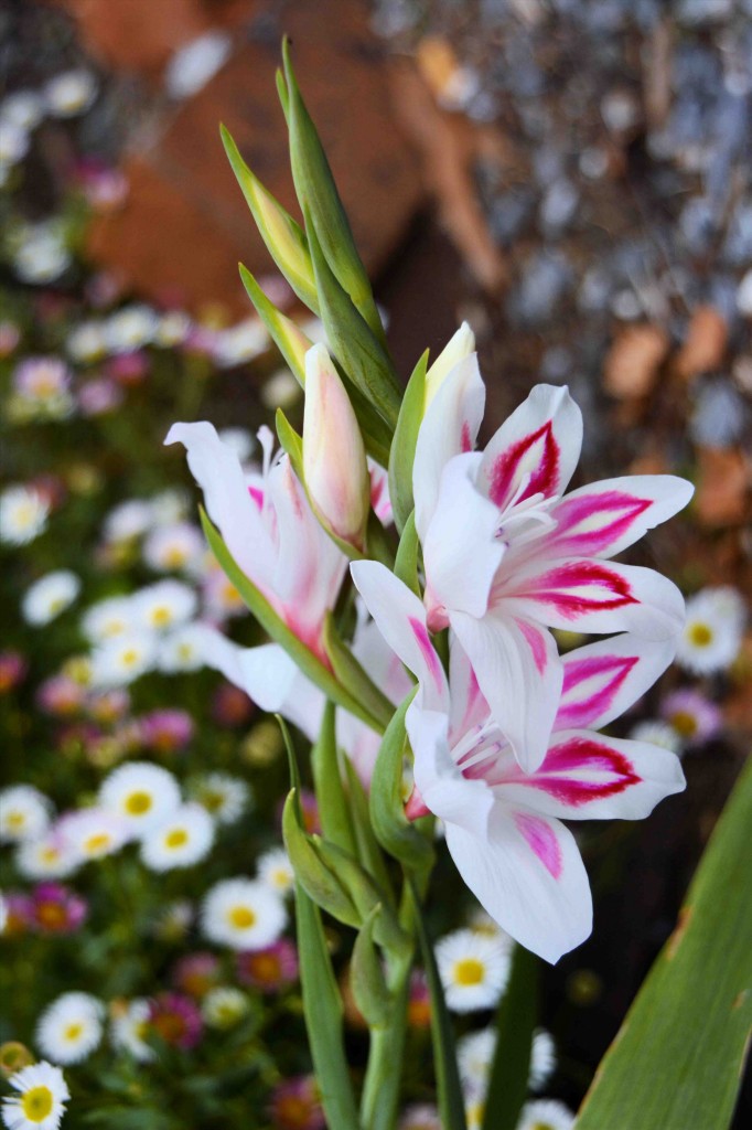 Beautiful Flowers, Alice's Cottages, Launceston, Tasmania