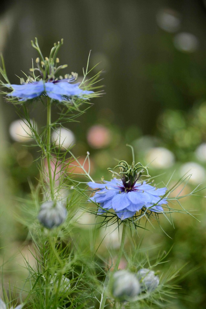 Love-In-A-Mist, Alice's Cottages, Launceston, Tasmania