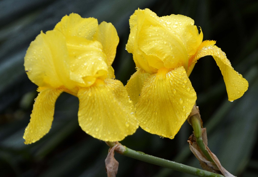 Twin Irises, City Park, Hobart, Tasmania