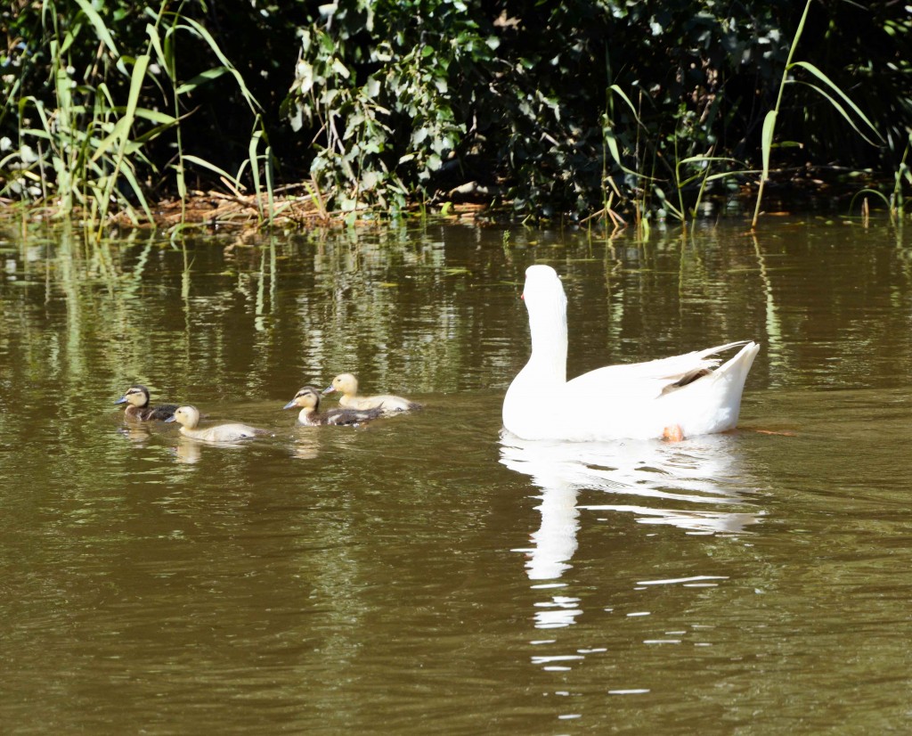 Goose With Assorted Family