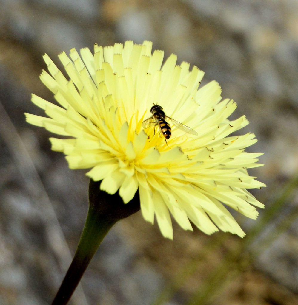 West Australian Dandelion in Tasmania