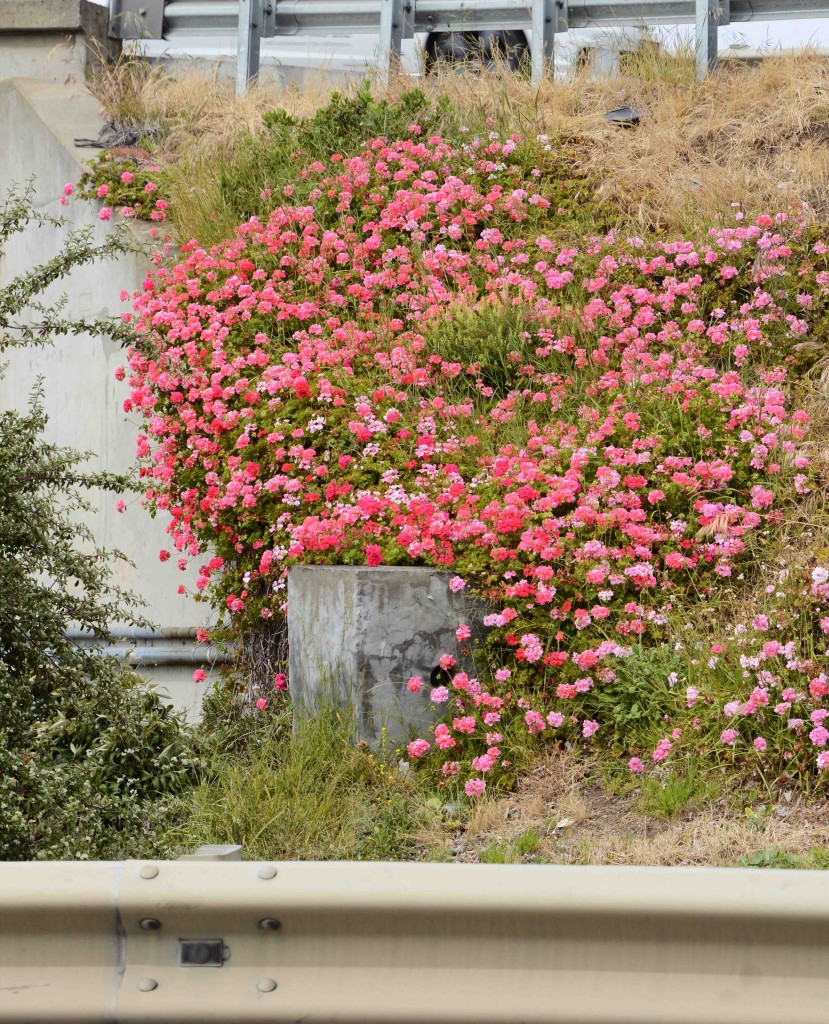 Rambling Geraniums