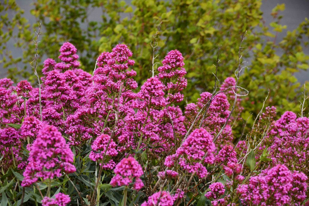 Nameless Pink Flowers