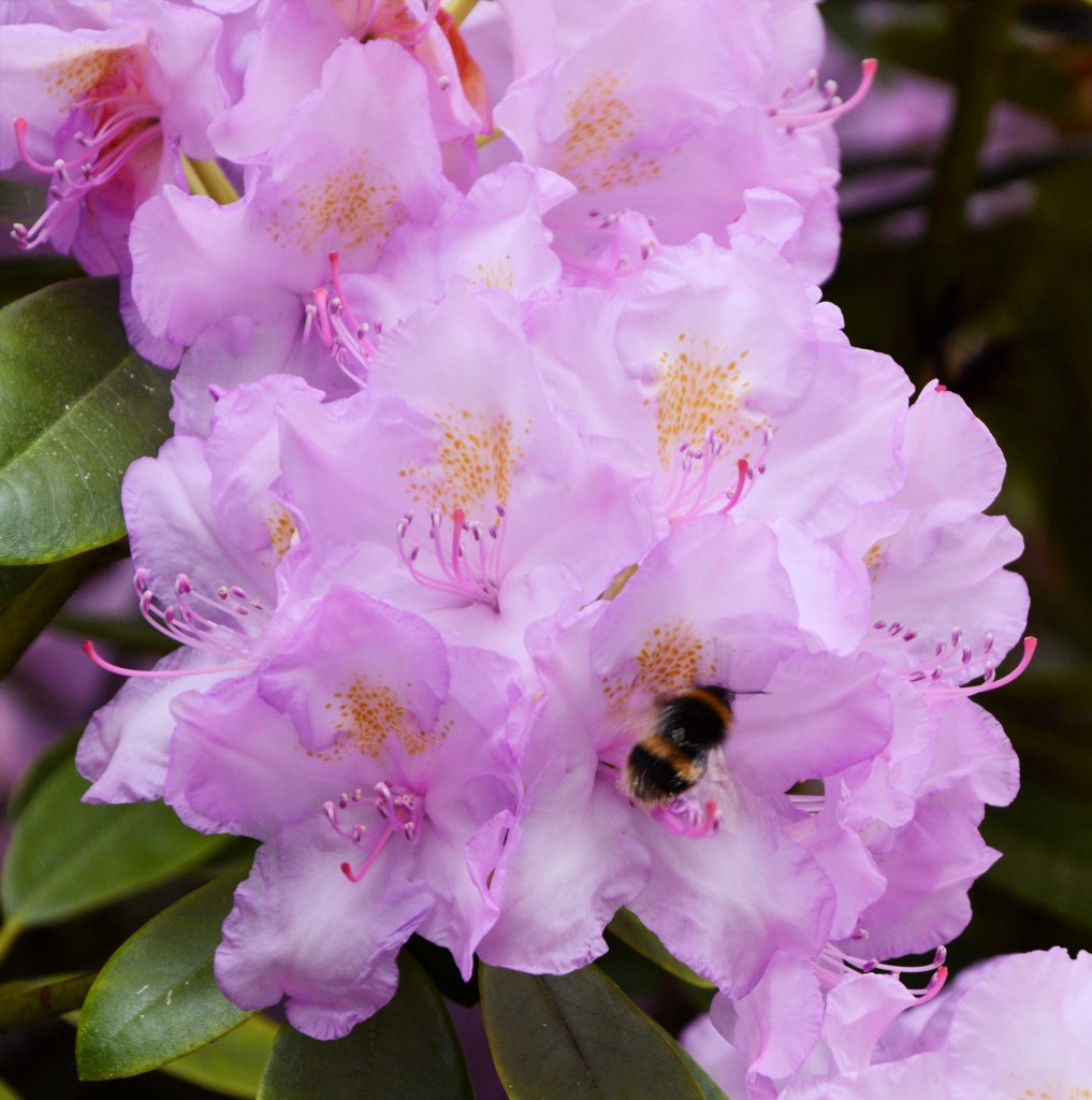 Heavenly Pink Rhododendron