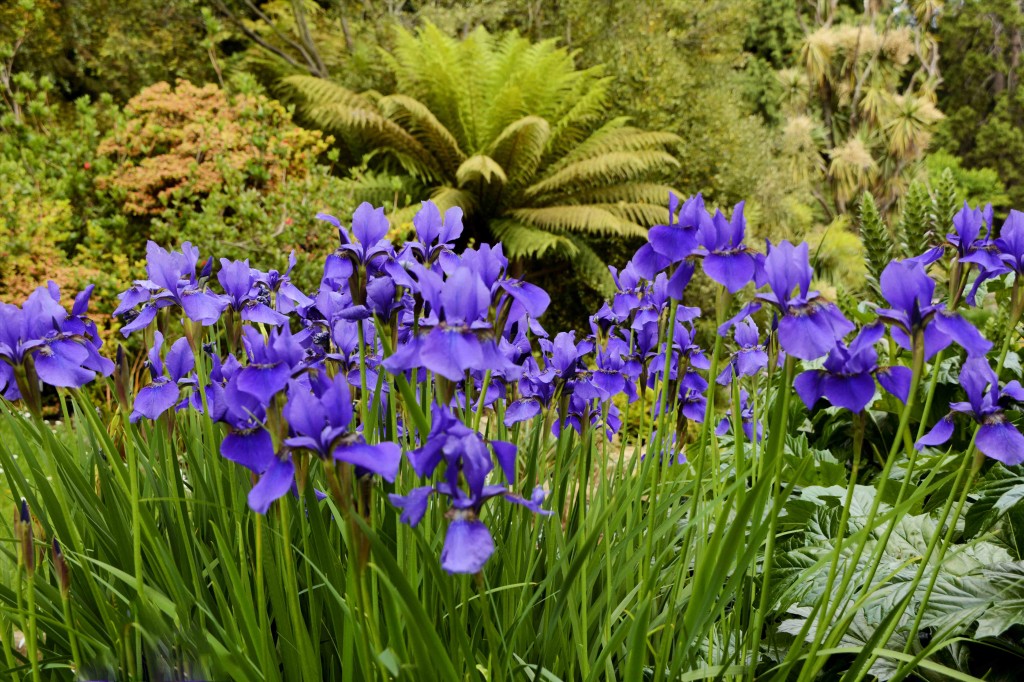 Irises in Hobarts Botanical Garden