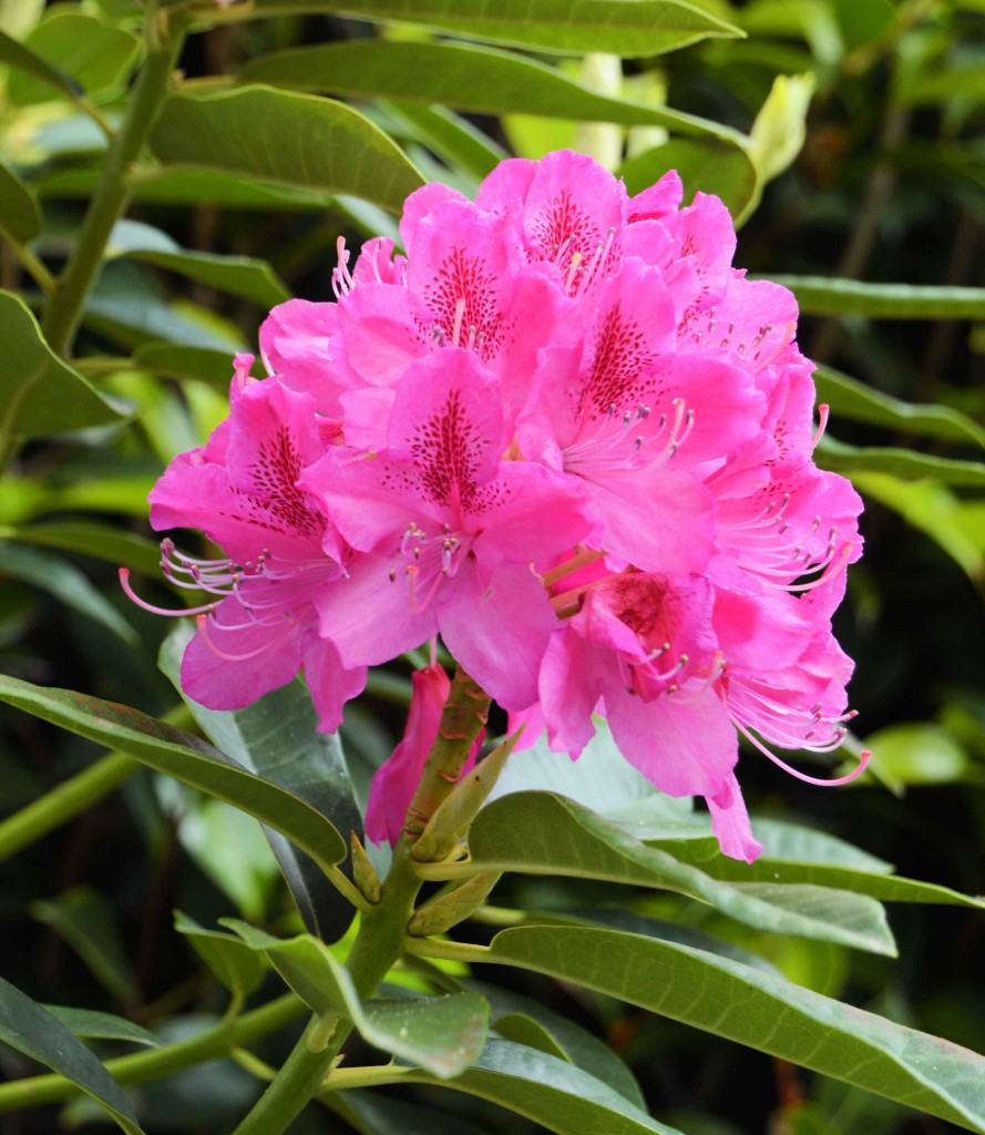 Gorgeous Dark Pink Rhododendron