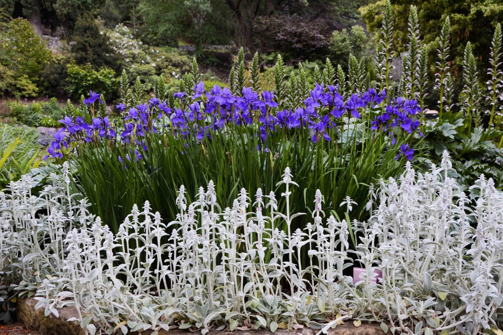 More Irises in Hobarts Botanical Garden