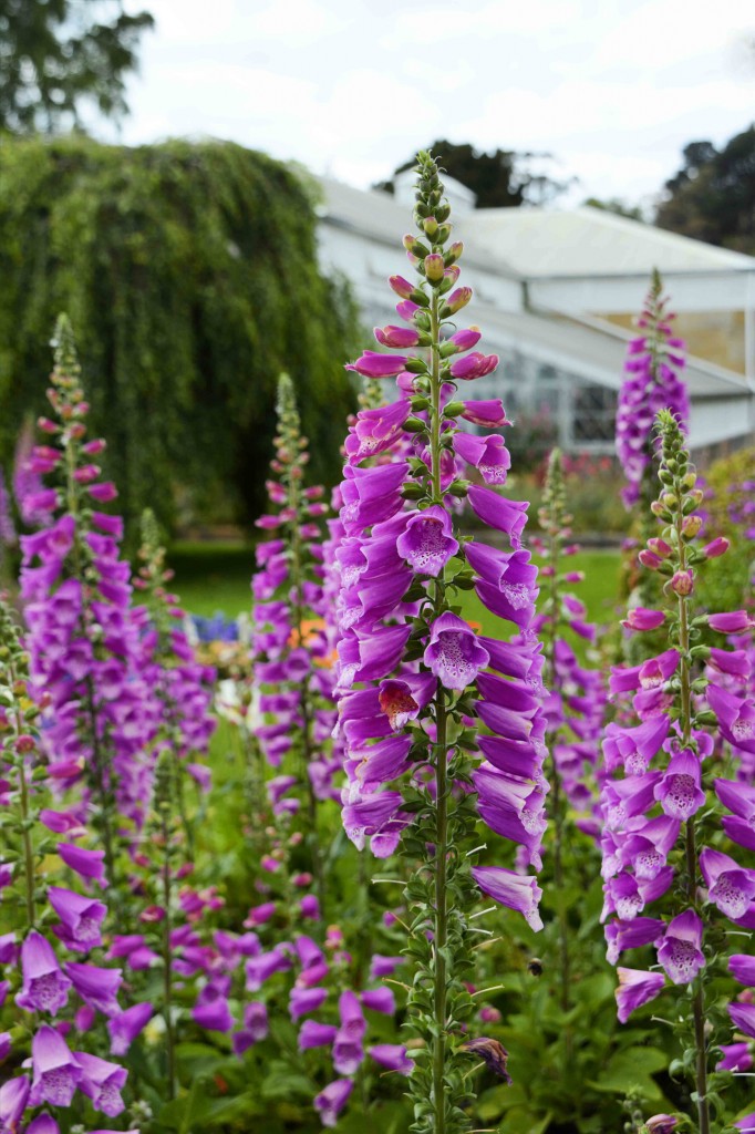 Pink Foxgloves in the Botanical Garden, Hobart