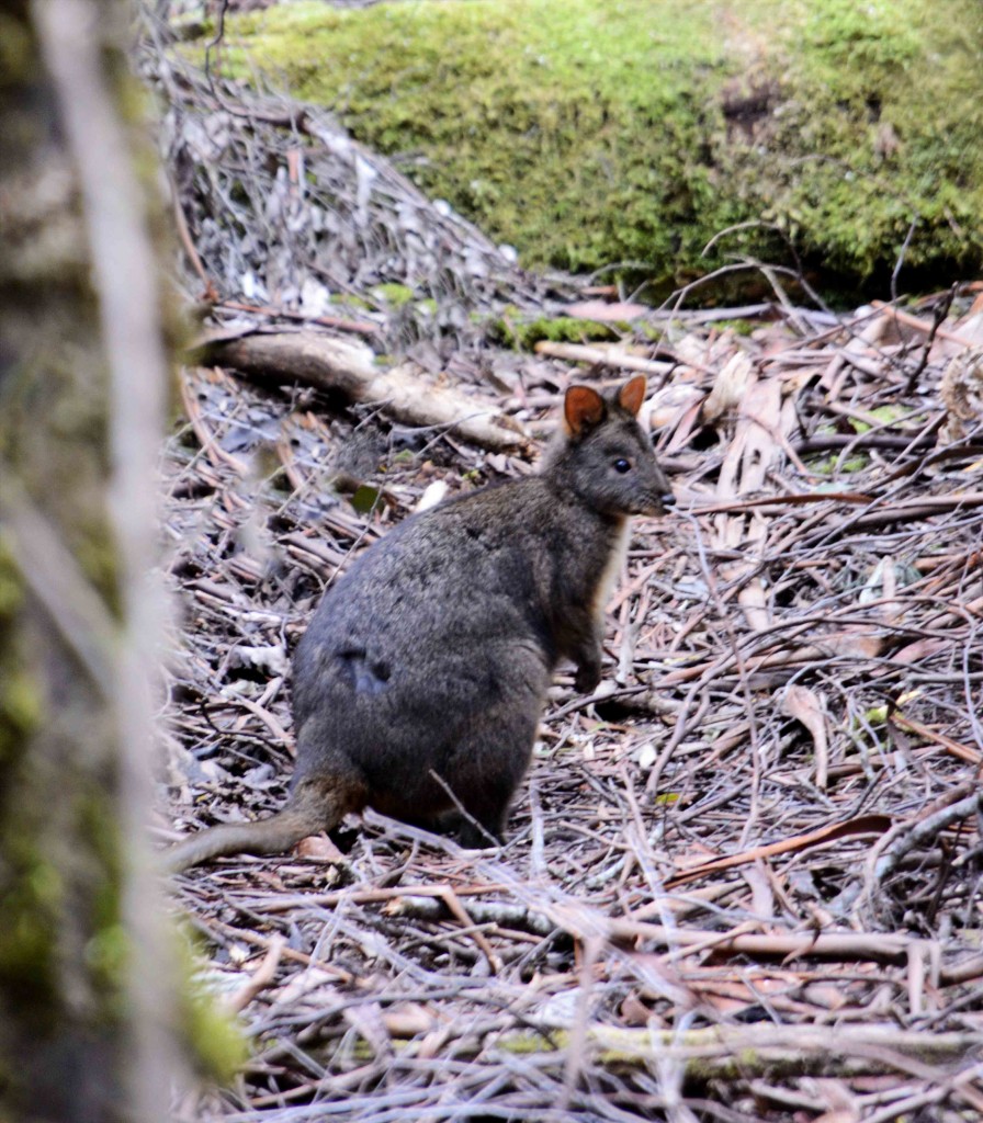 Pademelon, Tasmania, Australia