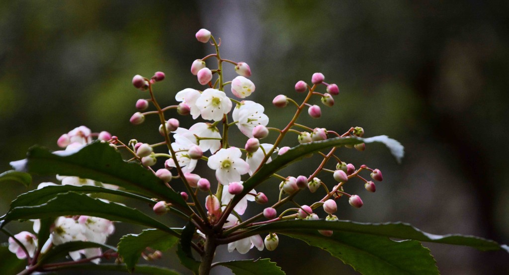 Delicate White Tree Flowers