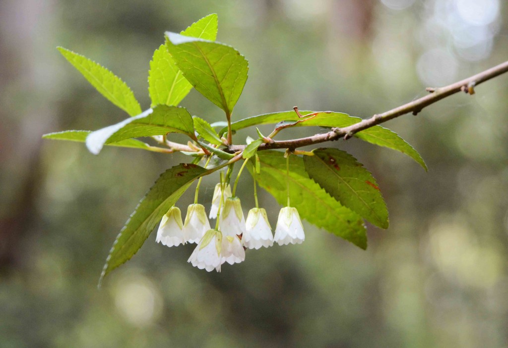 White Bells on a Tree