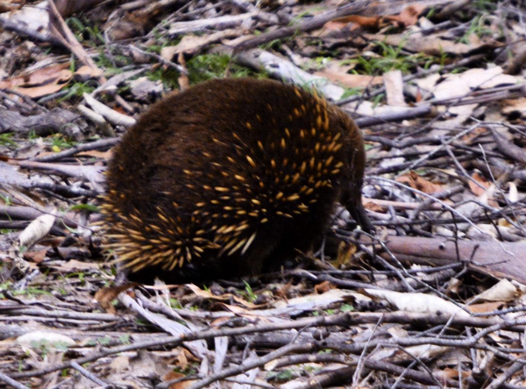 Echidna, Tasmania, Australia