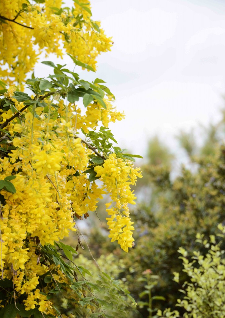 Laburnum - First Sighting in 42 Years