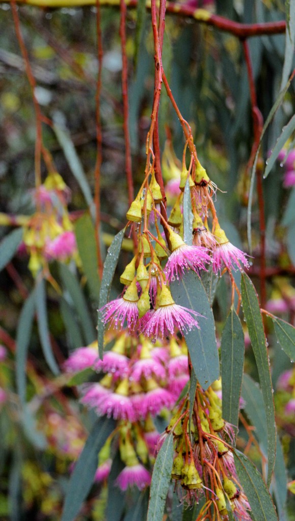 Pretty Pink Tree Flowers