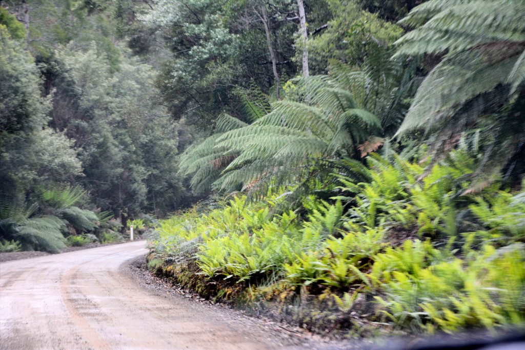 Road to Hastings Caves, Tasmania