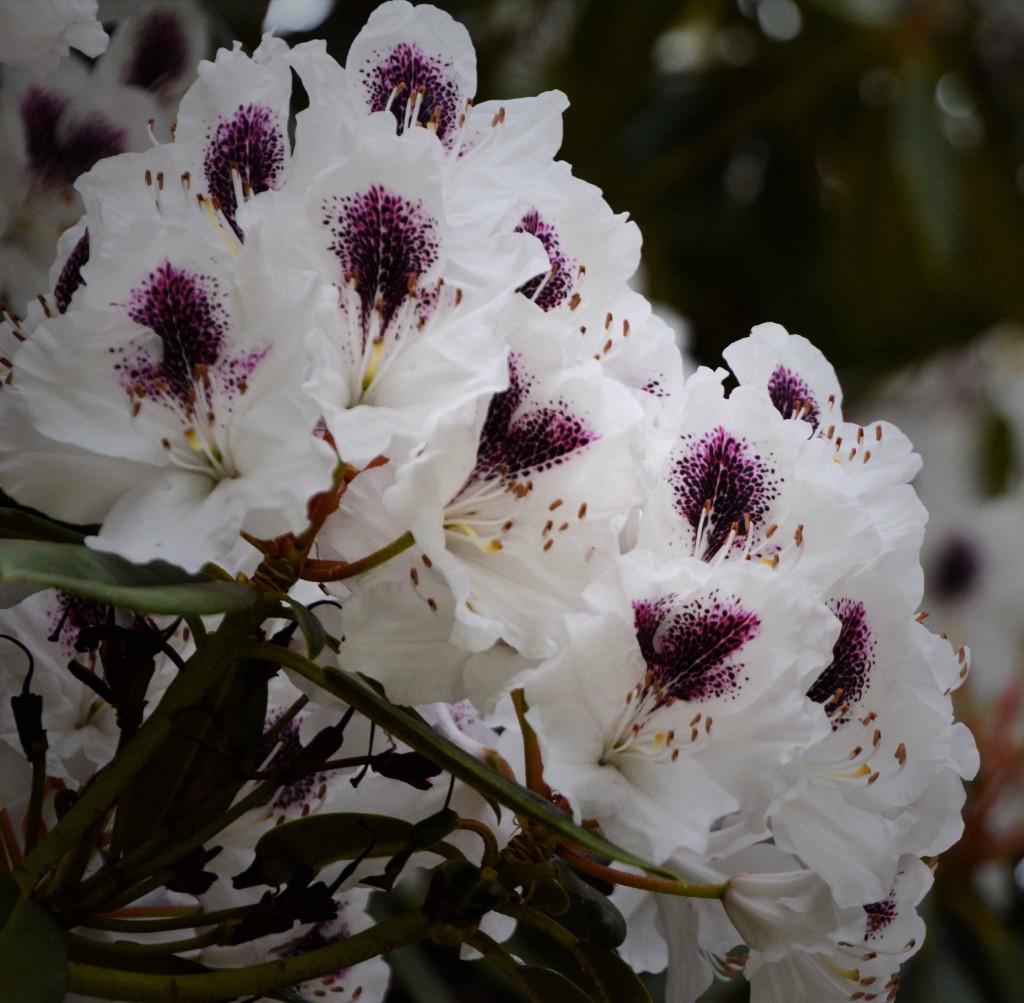 Rhododendron, Hastings Caves, Tasmania