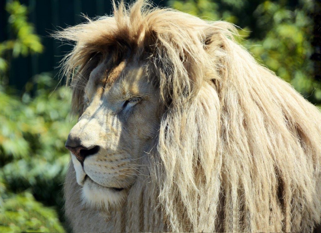 White Lion at ZooDoo Tasmania