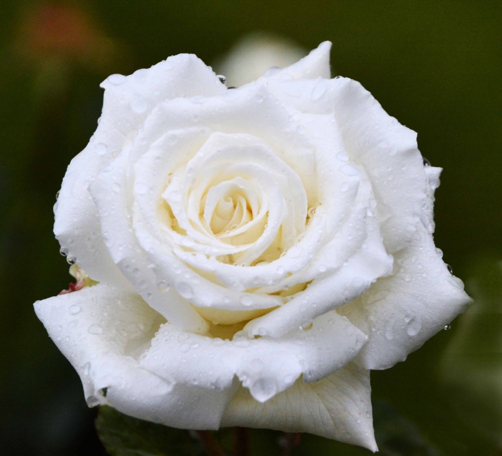 University Rose Garden, Tasmania