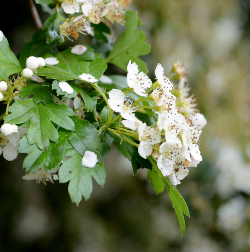 May Blossom, Callington Mill, Oatlands Tasmania