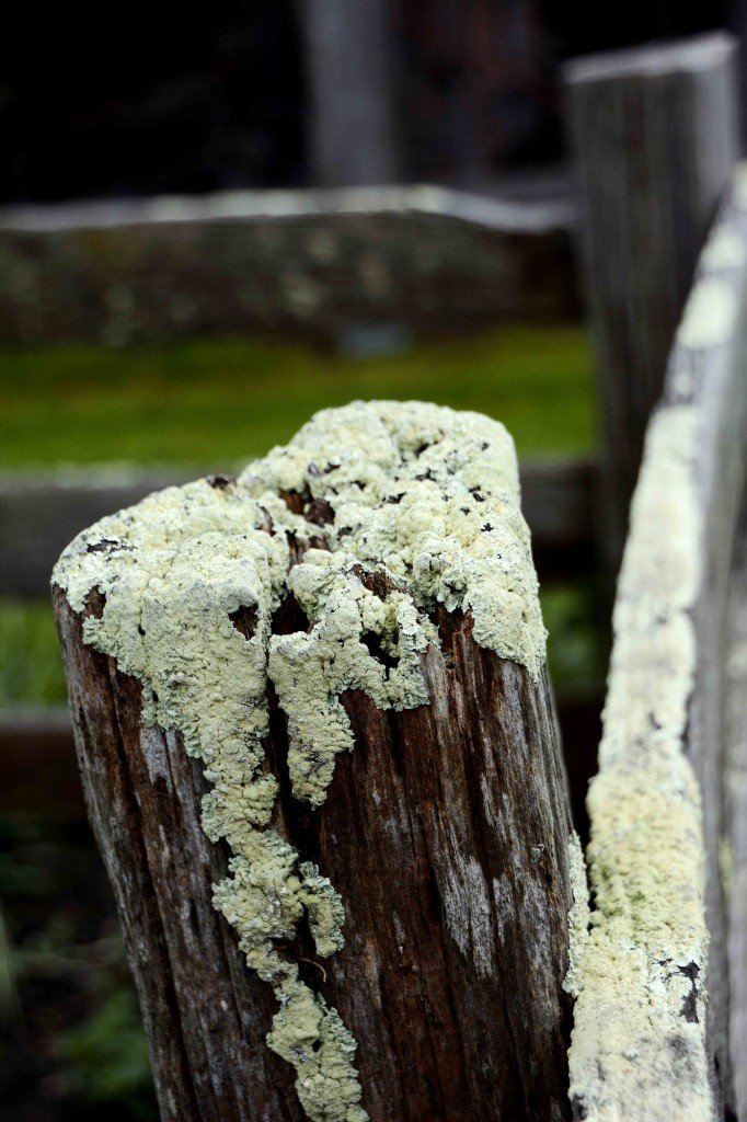 Callington Mill, Oatlands Tasmania