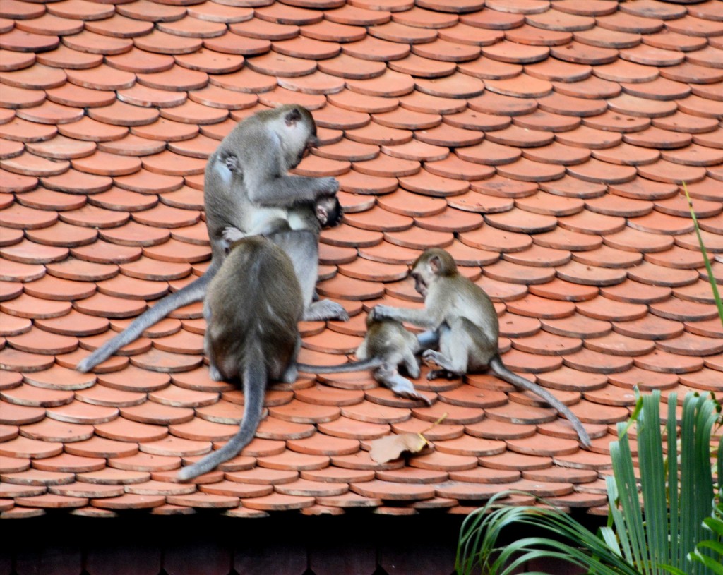 Monkey Family - Love the Sibling Bullying ;)