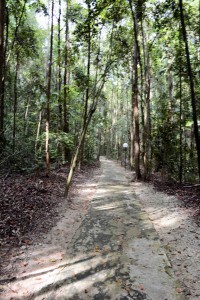 Jungle Path to the Zen Pool