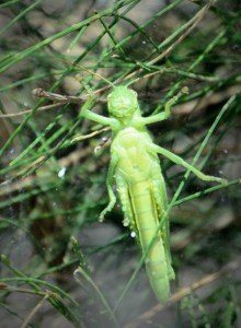 Mr/s Smiley Cricket