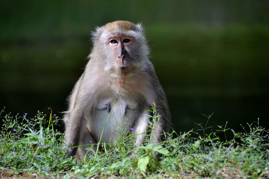 David's Fantastic Monkey Photo