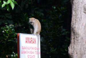 May's Dreadful Monkey Photo