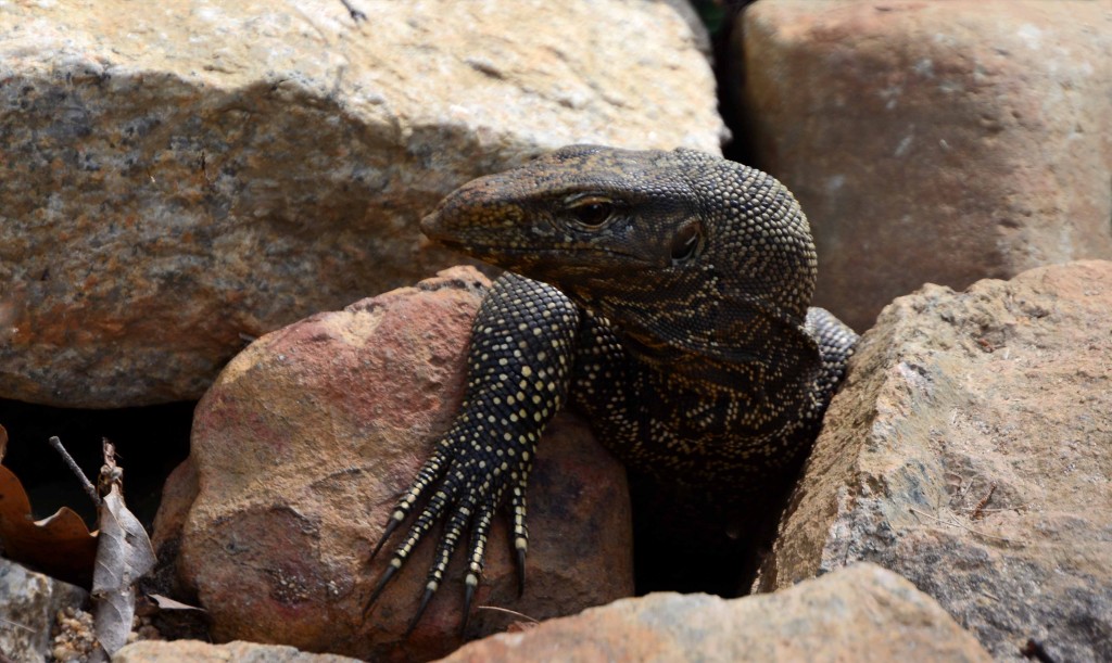 Cool Dude - Lizard in the Drain