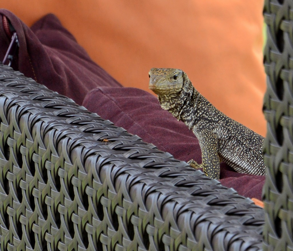 Peeping From the Sunbed