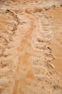 Massive Creature Sand Tracks