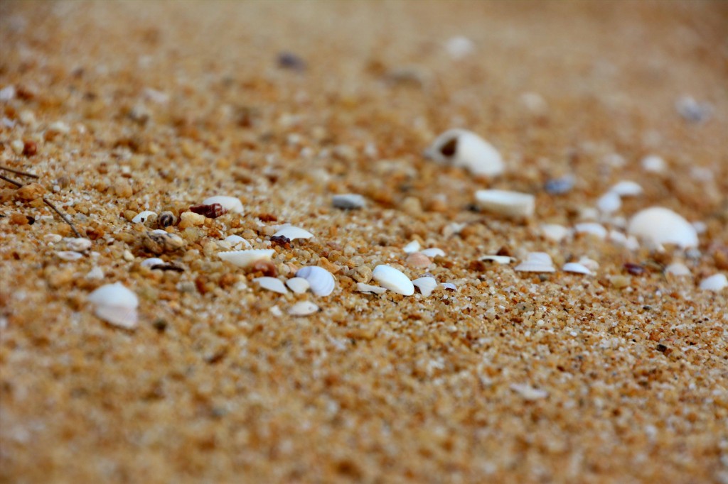 Seashells on the Sea Shore