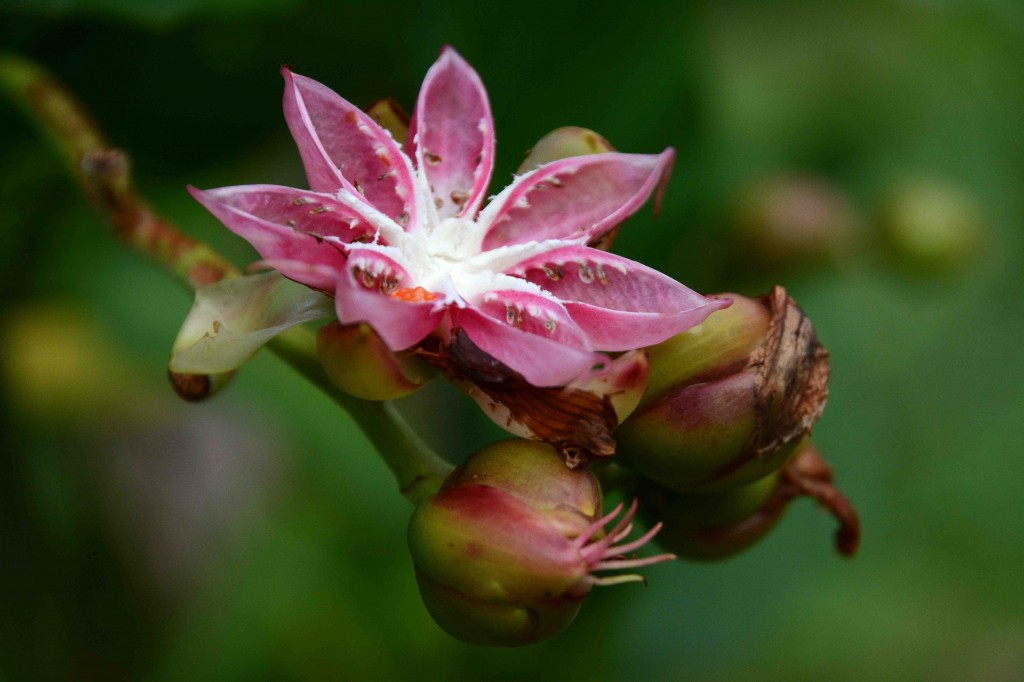 Seed Pod (The Flowers Were Yellow!)