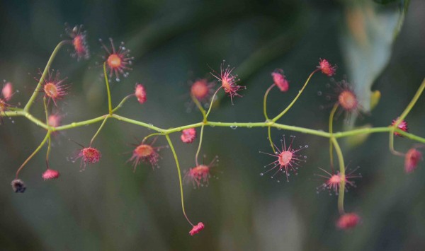 Tiny Wildflower