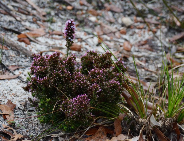 Wildflower Near Goblin Swamp