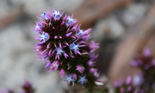 Wildflower Close-Up