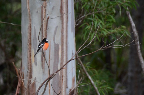 South West Robin