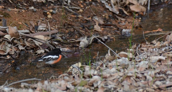 Robin's Bath