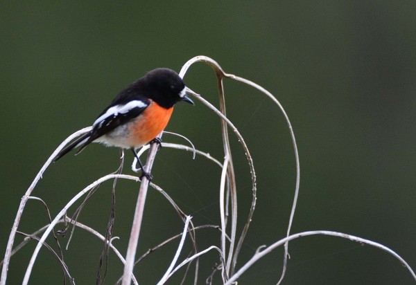 South West Robin