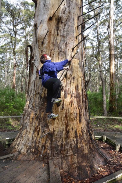 Diamond Tree Climb