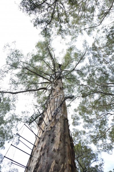 Looking to the Top, Diamond Tree, Pemberton