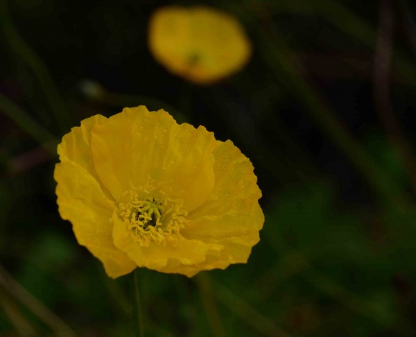 Yellow Poppy, Manjimup