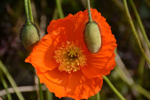 Orange Poppy, Manjimup