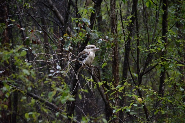 Goodbye Kookaburra